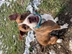 Adopt Sweet Potato Pie a American Staffordshire Terrier, Mixed Breed