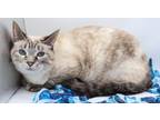 Adopt Coco (Emmy III) a Domestic Short Hair, Siamese