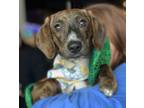 Adopt Marcy a Beagle, Terrier