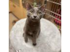 Adopt Gussie a Domestic Short Hair