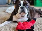 Adopt Lacee in MN a Boston Terrier