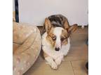 Adopt Chelsea **Available Soon** a Corgi