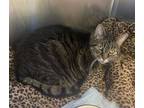 Adopt Grasshopper a Tabby