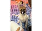 Adopt Colleen a Belgian Shepherd / Malinois, Australian Cattle Dog / Blue Heeler