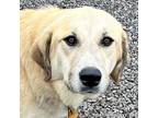 Adopt Suzy in AL - Sweet & Smart! a Great Pyrenees, Anatolian Shepherd