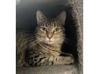 Adopt Mella a Domestic Short Hair