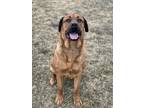 Adopt CINNABON a Mastiff, Rottweiler