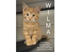 Adopt Wilma a Domestic Short Hair