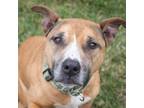 Adopt OAKLEY a Pit Bull Terrier