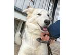 Adopt lola a Siberian Husky