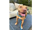 Adopt HONEY BEE a Mixed Breed