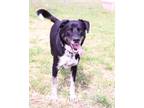 Adopt Pepper a Bluetick Coonhound, Rottweiler