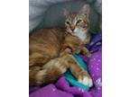 Adopt Princess Fiona a Domestic Short Hair