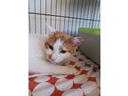 Adopt Nadia a Turkish Van, Domestic Short Hair