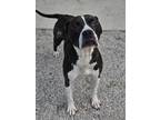Adopt Jeanie a Pit Bull Terrier, Mixed Breed