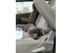 Adopt MS. BLUE a Labrador Retriever