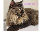 Adopt Charlotte a Tortoiseshell, Domestic Long Hair