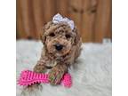 Goldendoodle Puppy for sale in Fort Wayne, IN, USA