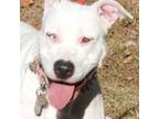Adopt Princess in Gloucester VA a Pit Bull Terrier