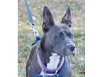 Adopt Djour in Gloucester VA a Pit Bull Terrier