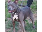 Adopt Lillith in Gloucester VA a Pit Bull Terrier