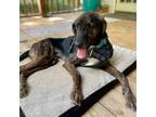 Adopt Dixie a Plott Hound