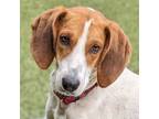 Adopt Material Girl a Foxhound