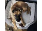 Adopt Karma - K Litter - AVAILABLE a Pit Bull Terrier, German Shepherd Dog