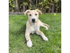 Adopt Kathryn - K Litter - AVAILABLE a Pit Bull Terrier, Husky