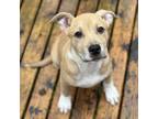 Adopt Titos Paloma a Pit Bull Terrier, American Staffordshire Terrier