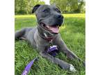 Adopt Rumi a Pit Bull Terrier, Mixed Breed
