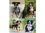 Adopt Lola a Beagle, Appenzell Mountain Dog