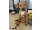 Adopt Laklyn a Boxer, Labrador Retriever