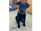 Adopt Leela a Boxer, Labrador Retriever