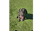 Adopt Molly a Labrador Retriever