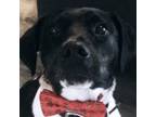 Adopt Bailey a Black Labrador Retriever, Pointer