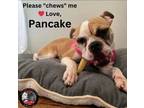 Adopt Pancake a Boxer, Mixed Breed