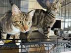 Adopt Mary & Harry- BONDED PAIR a Domestic Short Hair