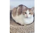 Adopt Sunny a Domestic Short Hair