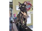 Adopt Punky a Domestic Short Hair