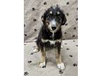 Adopt Ivory a Bernese Mountain Dog, Standard Poodle