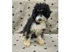 Adopt Illiana a Bernese Mountain Dog, Poodle