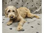 Adopt Irina a Golden Retriever, Poodle