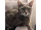 Adopt June a Domestic Short Hair, Tabby