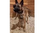 Adopt Bella a Belgian Shepherd / Malinois