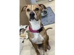 Adopt Puddin a Mixed Breed, Pit Bull Terrier