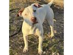 Adopt Daffodil a Pit Bull Terrier