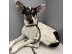 Adopt Tina a Rat Terrier, Australian Cattle Dog / Blue Heeler