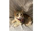 Adopt NalaCat a Tabby, Domestic Short Hair