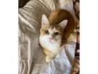 Adopt Ginger Spice a Domestic Short Hair